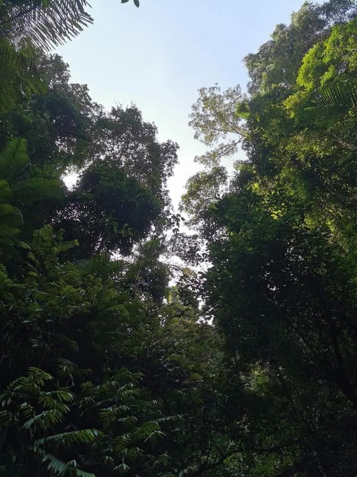 Naura Roomstay Kuala Tahan Exterior foto